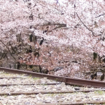 桜と疎水とインクラインと。～京都・びわ湖疎水～