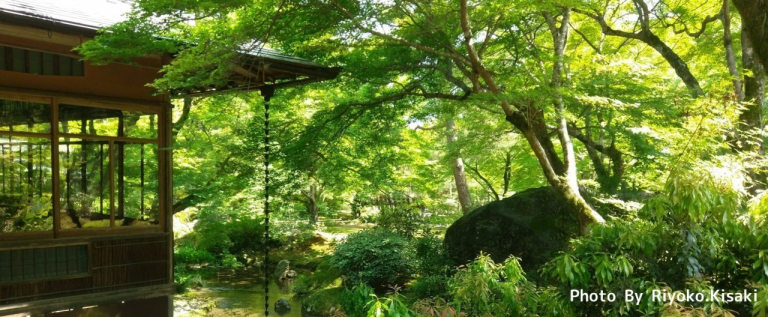 爽やかな季節を感じる青紅葉～京都嵐山・宝厳院～