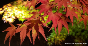 紅葉を訪ねて～2018年京の秋旅～
