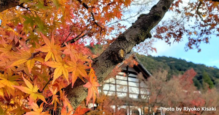 師走の散り紅葉を楽しむ～京都紅葉2019年・其の弐～